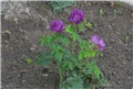 Rhapsody in blue